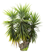 Isolated Cutout PNG Of A Yucca On A Transparent Background	