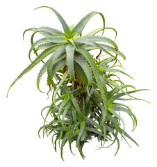 Aufkleber - Isolated cutout PNG of a candelabra aloe on a transparent background