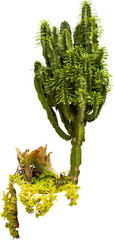 Fototapete - Isolated cutout PNG of a cactus on a transparent background