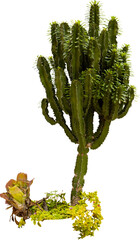 Aufkleber - Isolated cutout PNG of a cactus on a transparent background