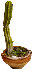 Aufkleber - Isolated cutout PNG of a cactus on a transparent background