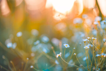 Wall Mural - Dream fantasy soft focus sunset field landscape of white flowers and grass meadow warm golden hour sunset sunrise time bokeh. Tranquil spring summer nature closeup. Abstract blurred forest background