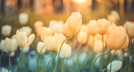 Wall Mural - Amazing fresh tulip flowers blooming in tulip field under background of blurry tulip flowers under sunset light. Romantic springtime nature beautiful natural spring scene, texture for design copyspace