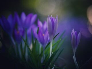 Poster - Wild Purple Crocus in Spring 