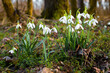 Close up of blooming snowdrop flowers in the forest. First spring flowers