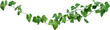 © Ammak - Vine plant, Branch creeper leaf green, Liana tropical nature.