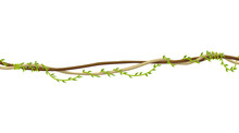 Lianas Stem Border. Rainforest Green Vine Or Twisted Plant Hanging On Branch. Cartoon Jungle Creeper, Leaves Or Moss On Tree. Isolated Game Scenery Element. Tropical Nature Plant