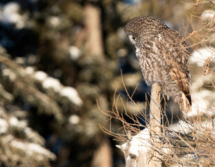 Wall Mural - Great Grey Owl