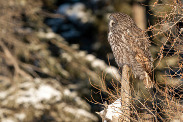 Sticker - Great Grey Owl