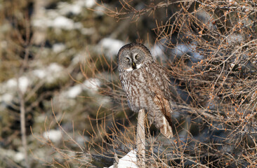 Wall Mural - Great Grey Owl