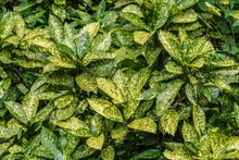 Foliage Of Spotted Laurel (binomial Name: Aucuba Japonica 'Variegata'), A Popular Shrub Also Known As Japanese Laurel And Gold Dust Plant, In An Ornamental Garden. Native To China, Korea, And Japan.