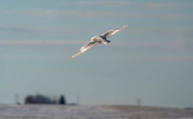 Sticker - Snowy Owl in flight