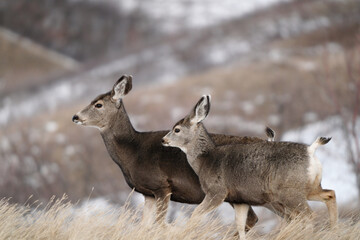 Wall Mural - Deer in Winter