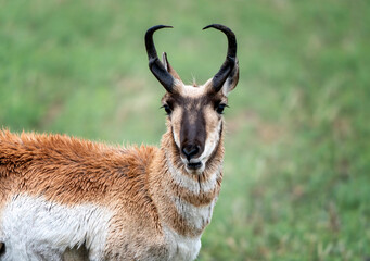 pronghorn antelope prairies