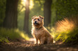 Norfolk terrier dog portrait on a sunny day in the forrest