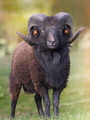 Wall Mural - Brown black male ouessant sheep 