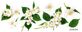 Jasmine flower. Beautiful spring flowers and leaves set. PNG isolated with transparent background. Flat lay, top view. Without shadow.