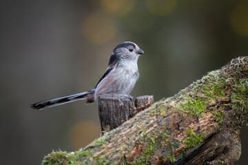 Poster - a close up profile portrait of a long-tailed tit as it perches on an old wooded branch