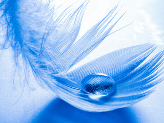 Wall Mural - feather with rain drops - beautiful macro photograph