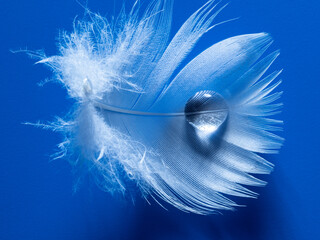 Wall Mural - feather with rain drops - beautiful macro photograph