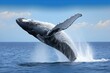 © DW - A whale breaching water.
