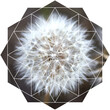 Sacred Geometry in Nature - Dandelion, 12 pointed Star