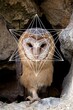 Sacred Geometry Animals - Owl Merkaba