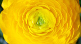 yellow ranunculus - gelbe Ranunkel