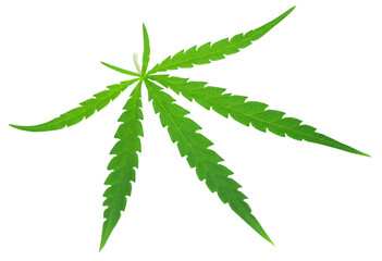 Poster - Cannabis leaves