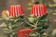 Albany Banksia - Banksia Coccinea Also Scarlet, Waratah Or Albany Banksia, Erect Shrub Or Small Tree In Proteaceae In South West Coast Of Western Australia, Red Blossom In The Green Bush