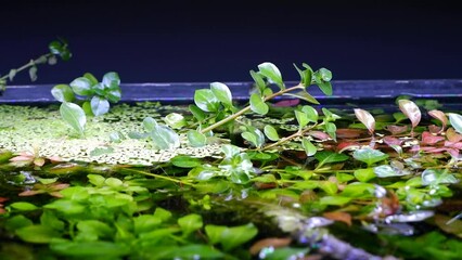 Wall Mural - Lysimachia, duckweed and Ludwigia plant submersed, emersible grow in bright LED light on water surface, lush vegetation of planted Amano style aquascape, nature ecosystem care for beginner