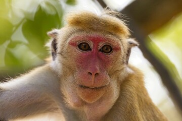 Portrait Toque Macaque, (Macaca sinica), makak bandar,  is a reddish-brown-coloured Old World monkey endemic to Sri Lanka, where it is known as the rilewa.