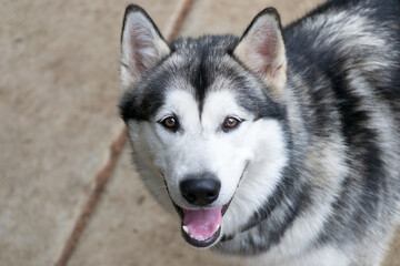 Closeup portrait of Siberian Husky dog looking at the camera with mouth open, outdoor background