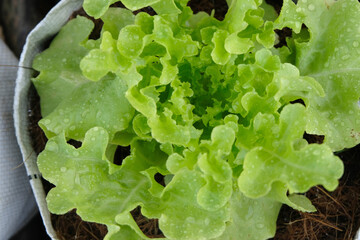 Wall Mural - Fresh organic green cos lettuce growing on a natural farm.