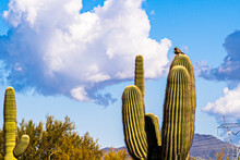 A Cactus Wren Rests On A Saguaro Cactus In The Desert