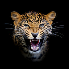 Leopard In Nature