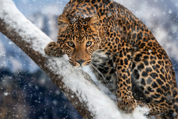 leopard sitting on a branch in winter day