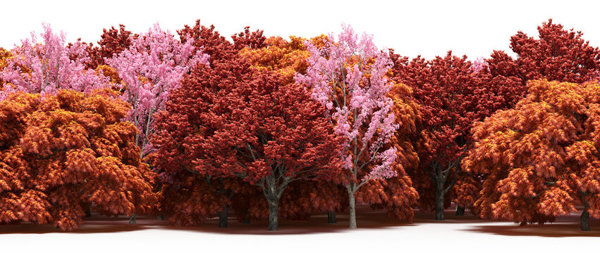 forest line with shadows under the trees, isolated on transparent background, 3D , cg render
