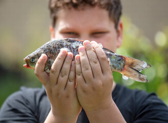 Wall Mural - Carp fish in hands in nature. Close-up