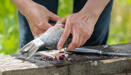 Canvas Print - Cleaning fish with hands in nature.