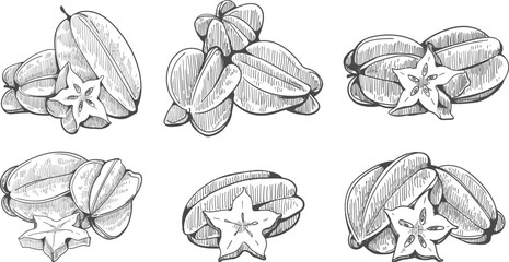 Wall Mural - starfruit engraving illustration