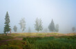 mystical forest in fog, mountain landscape