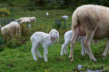 A Lamb Is Wet After Rainy Weather In The Valle Brembana.