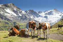 Herd of alpine cows grazing in mountains