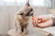 © Julija - Hungry Burmese cat gets a treats. Cat getting fed with treats by owner hand.