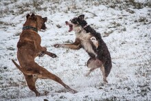 Dogs Fighting While Playing Outdoors In Winter, Johnstown, Ohio, USA