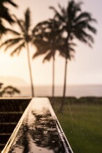 Rain Falling Against Silhouettes Of Palm Trees At Sunset, Kauai, Hawaii, USA