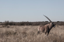 Oryx Antelope Standing In Savannah, Kalahari Desert, Botswana