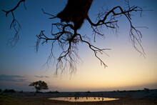 A Tree And Giraffes Reflected In The Waterhole At The Okaukuejo Camp In Etosha National Park, Namibia