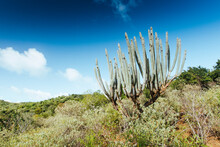 Arid Landscape With Organ Pipe Cactus